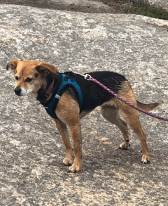 Best Pet Supplies Voyager Step-in Plush Dog Harness being tested by our review team.