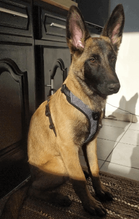 TRUE LOVE Dog Harness being tested by our review team.