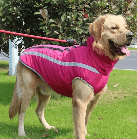 Dog Nation Winter Coat for Medium and Large Dogs being tested by our review team.