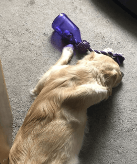PetSafe Busy Buddy Tug-A-Jug Interactive Meal Dispensing Dog Toy being tested by our review team.