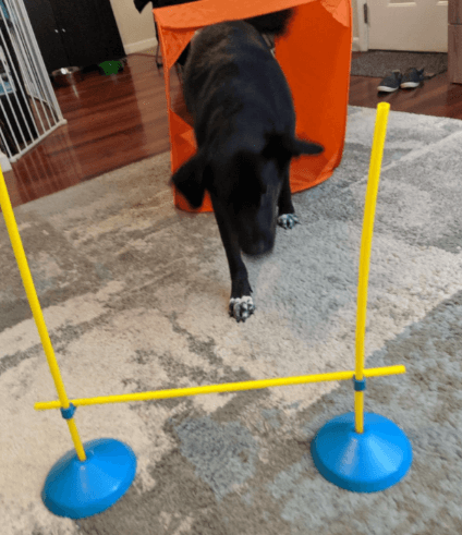 Outward Hound ZipZoom Indoor Dog Agility Training for Dogs being tested by our review team.