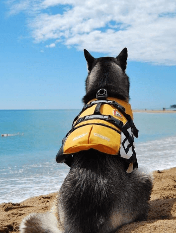 EzyDog DFD Dog Life Jacket being tested.
