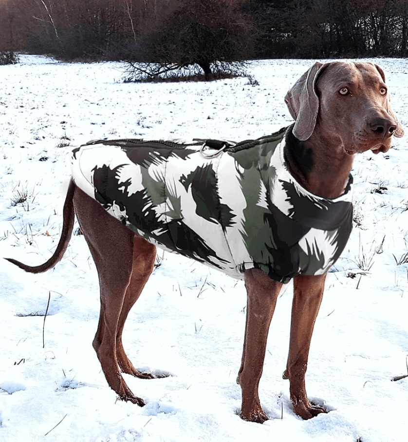 Dog Nation Winter Dog Jacket being tested by our review team.