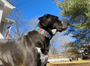 Downtown Pet Supply Big and Wide Martingale Training Collar being tested by our review team.