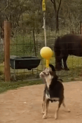 Aussie Dog Home Alone Toy being tested by our review team.