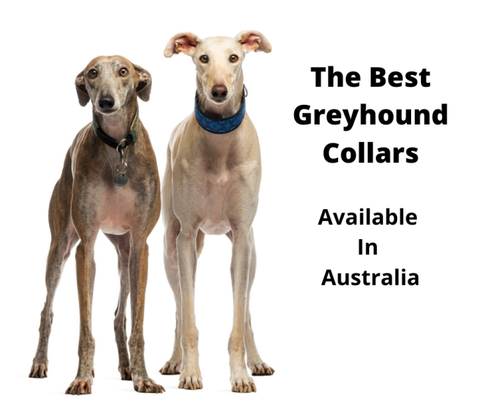 Waterproof Pvc Greyhound Hunting,Working Dog,Kennel 1'' Collars 50 Cm Long  - Buy Pvc Dog Collar For Greyhound Hunting And Working Dog,Waterproof 1''  Collars 50 Cm Long Pvc Collar,Pvc Dog Collar Product on