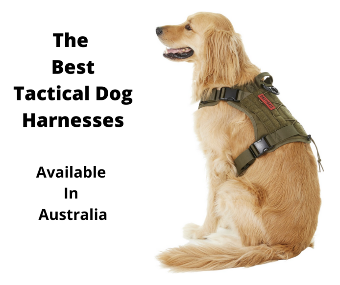 dachshund tactical harness