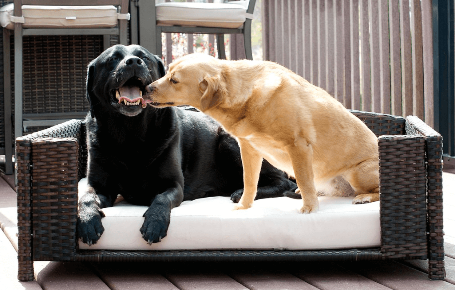 Labradors being affectionate on a rattan dog bed.