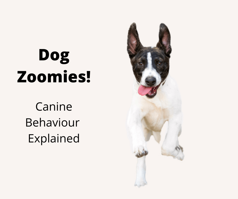 Dog Zoomies