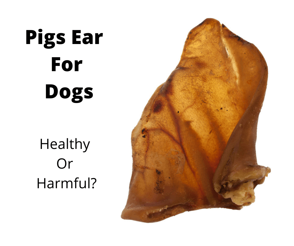 Pigs ear dog treat.