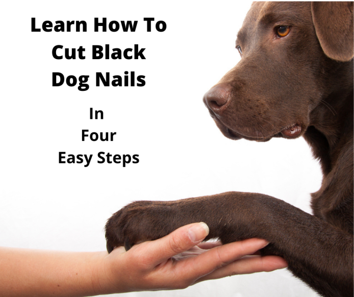 Labrador with black nails about to be trimmed.