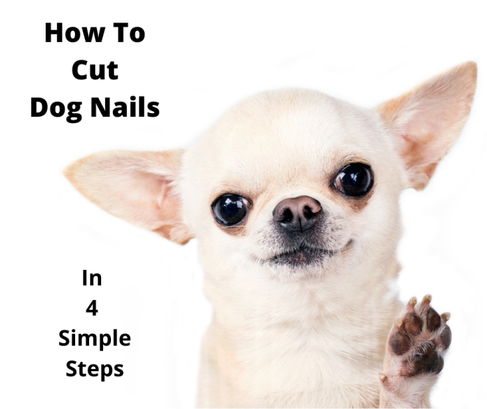 Chihuahua showing her paw.