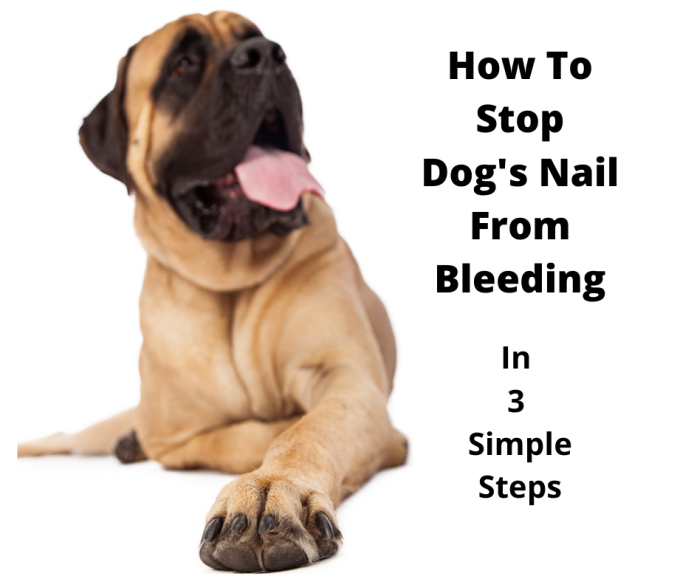How To Stop A Dog s Nail From Bleeding In 3 Simple Steps