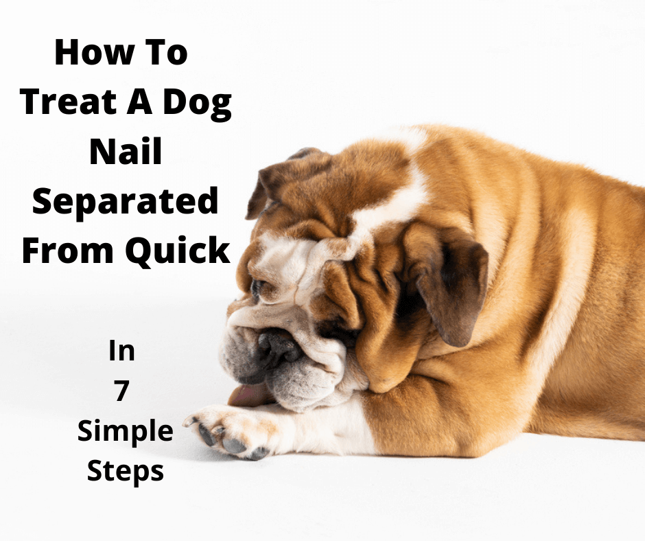6 Easy Ways to Clean Your Dog's Paws After a Walk