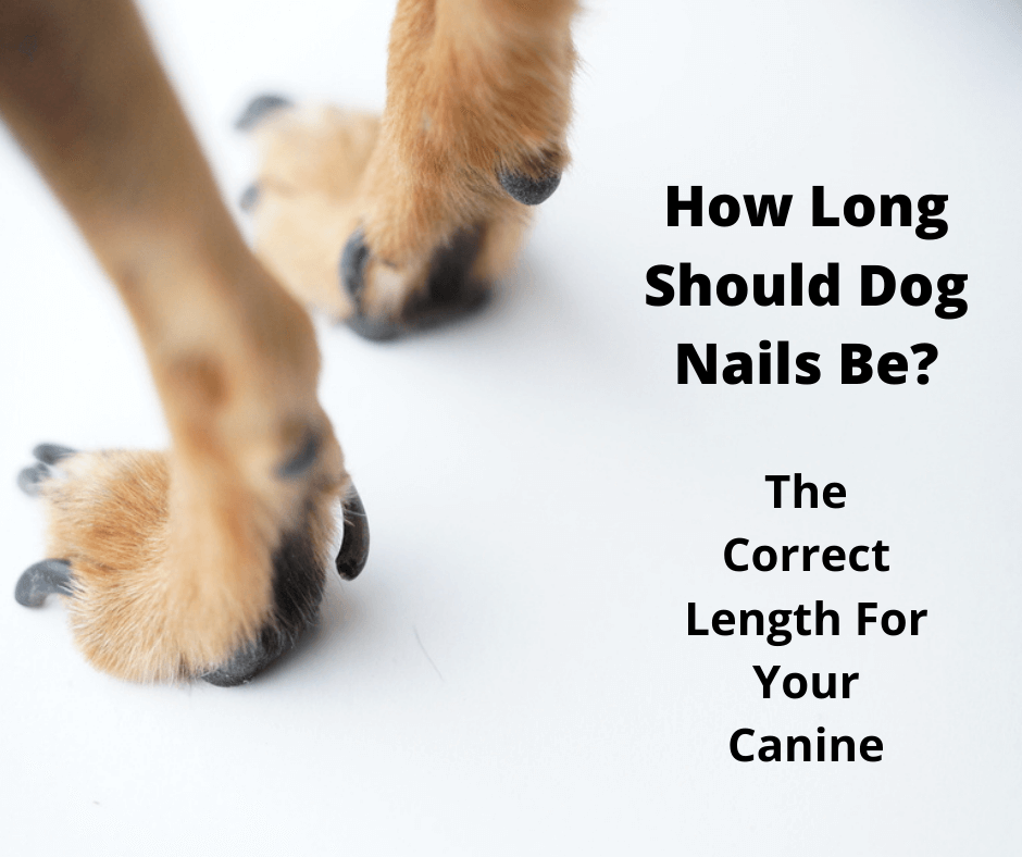 How Long Should Dog Nails Be? The Correct Length For Your Canine -  Gentledogtrainers.Com.Au