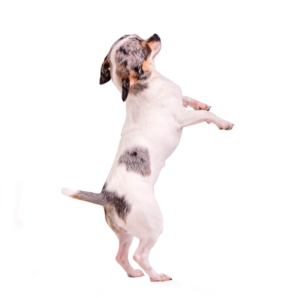Chihuahua with zoomies