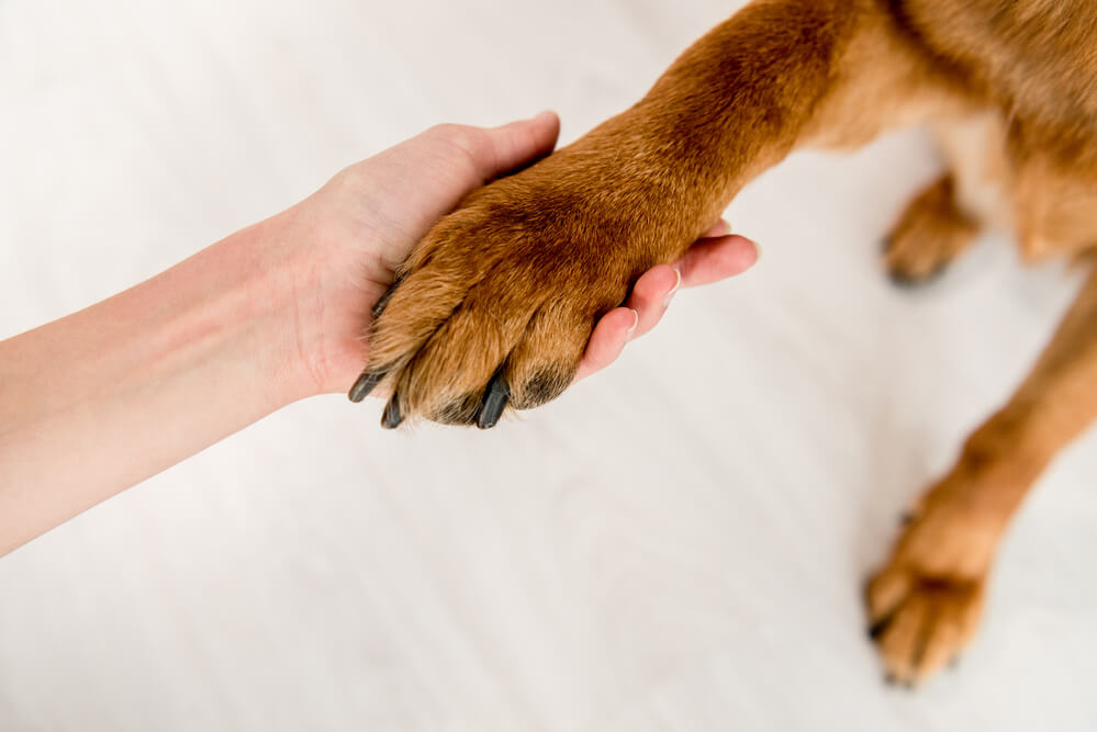 Dog Paw being held by Human.