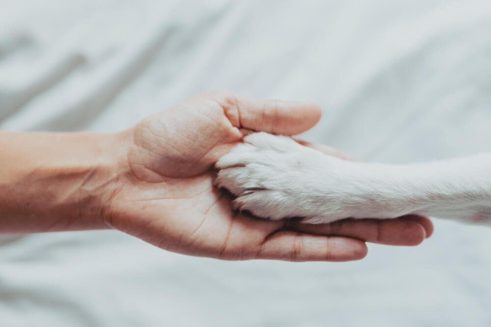 Owner grinding dogs paws