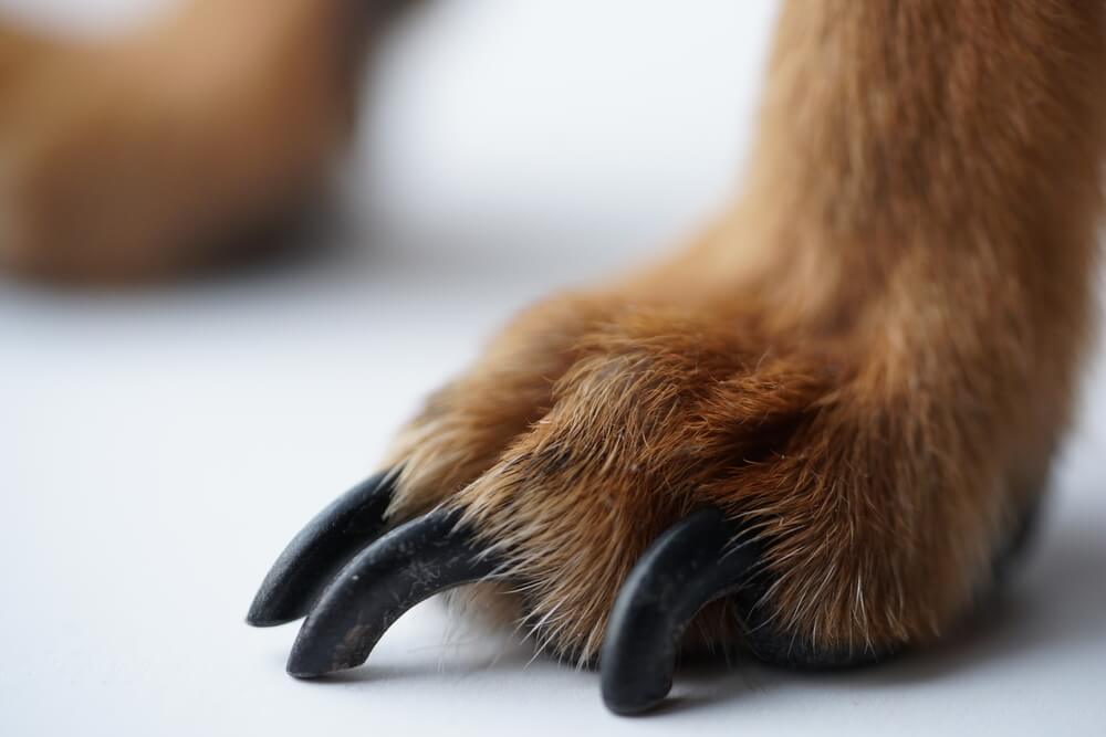 How To Treat A Dog Nail Separated From Quick In 7 Easy Steps 