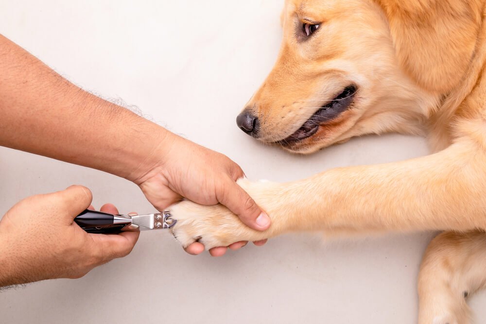 How To Stop A Dog's Nail From Bleeding in 3 Simple Steps -  