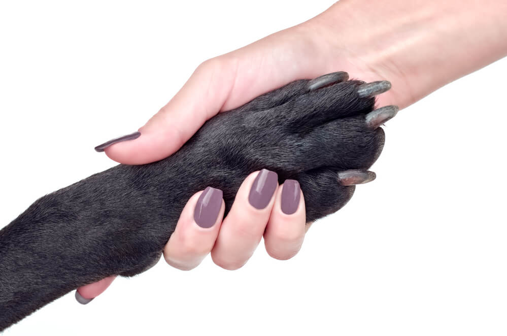 Black dog paw.