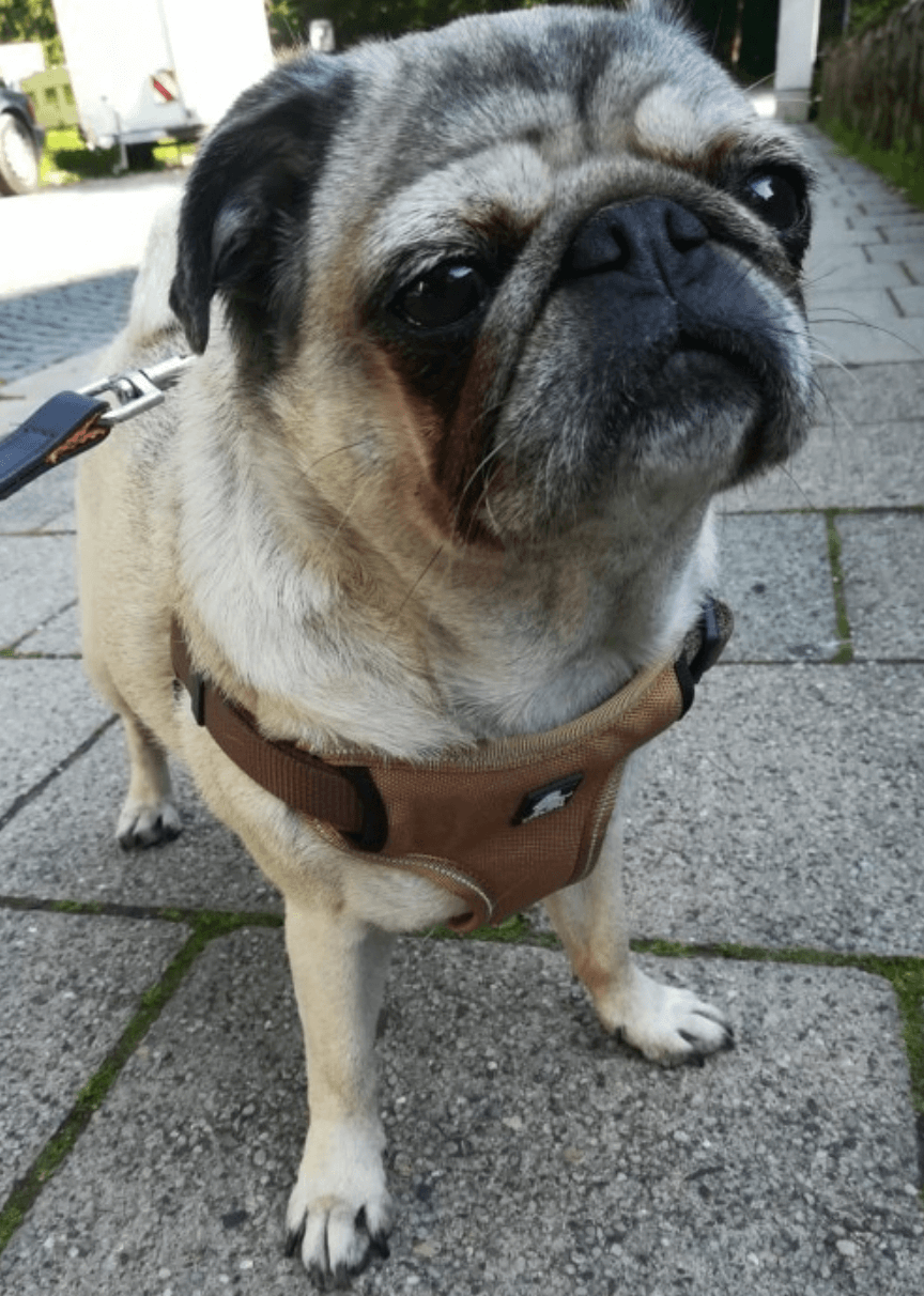 Urban Step In Dog Harness being tested by our review team.