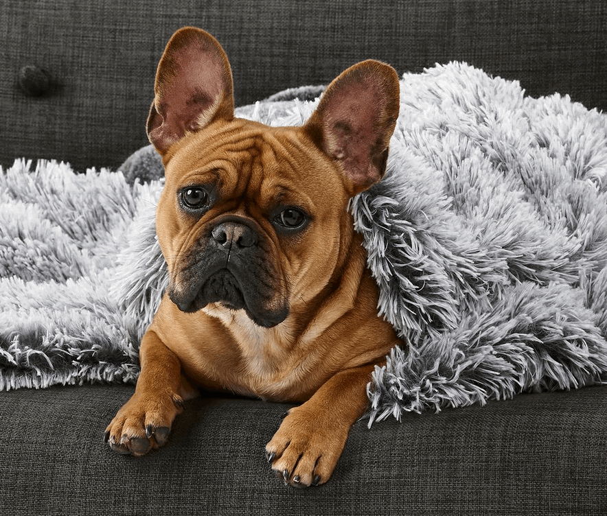Snooza Calming Cuddler Dog Blanket being tested by our review team.