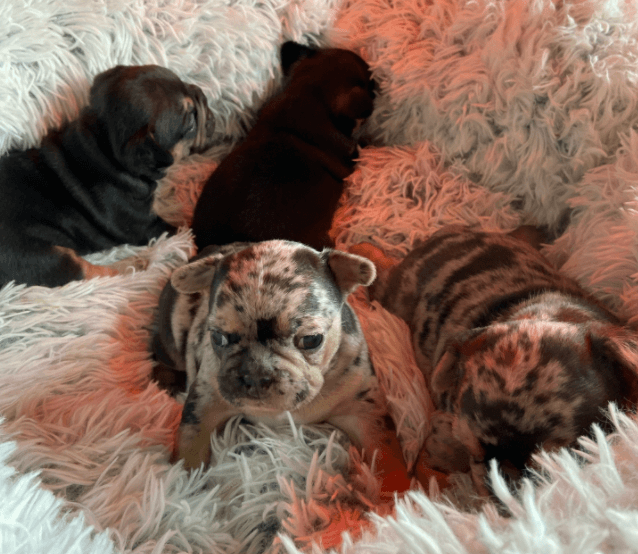 Best Friends by Sheri Luxury Shag Dog & Cat Throw Blanket being tested by our review team.