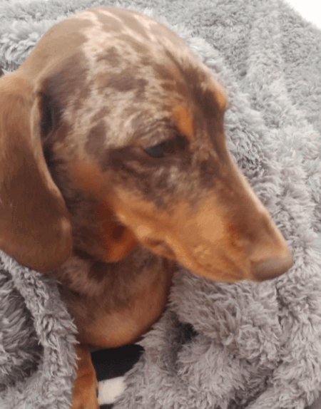 FURRYBABY Premium Fluffy Fleece Dog Blanket being tested by our review team.