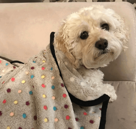 PAWZ Road Pet Dog Blanket being tested by our review team.