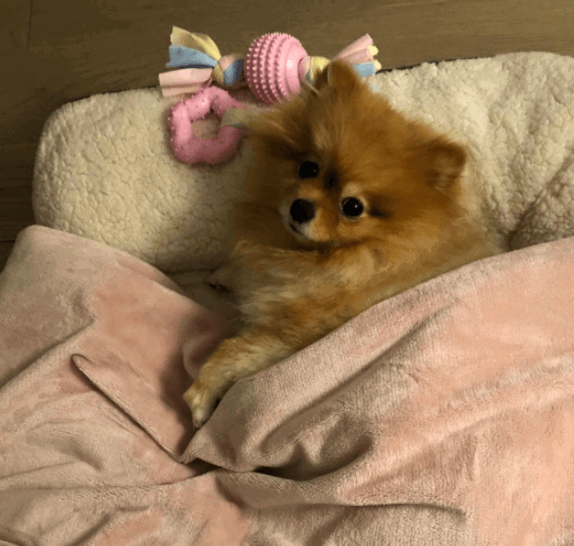 Petmaker Reversible Dog Blanket being tested by our review team.