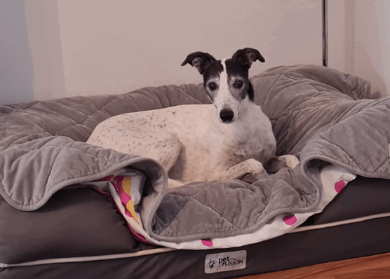 PetFusion Premium Plus Quilted Pet Blanket being tested by our review team.
