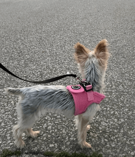 Puppia Soft Vest Dog Harness being tested by our review team.