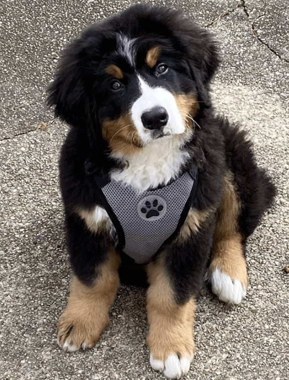 SlowTon Dog Car Harness being tested by our review team.