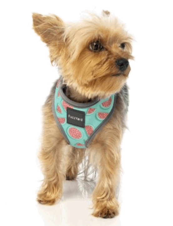 FuzzYard Summer Punch Harness being tested by our review team.