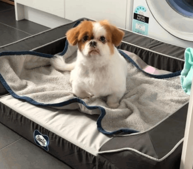 Sealy Lux Pet Dog Bed being tested by our review team.