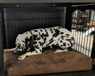 PETMAKER Waterproof Memory Foam Dog Bed being tested by our review team.