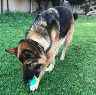 Anything Pets Dog Chew Ball being tested by our review team.