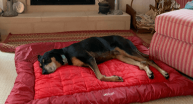 Kurgo Waterproof Dog Bed being tested by our review team.