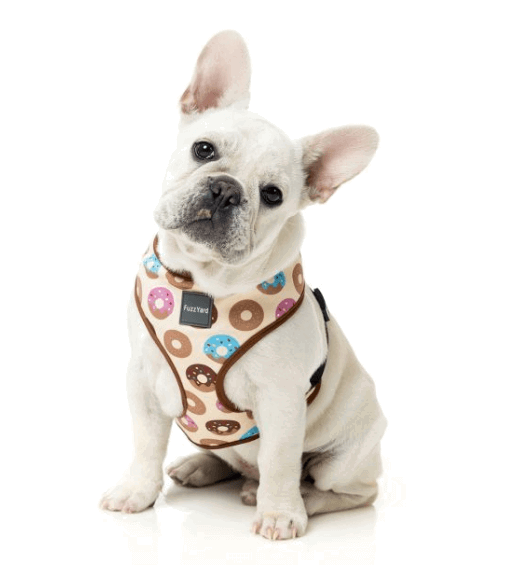 Go Nuts Harness by FuzzYard being tested by our review team.