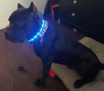 Blazin' Safety Led Dog Collar being tested by our review team.