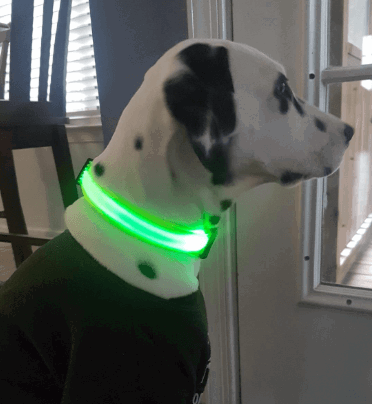 VIZPET USB Rechargeable Led Dog Collar being tested by our review team.