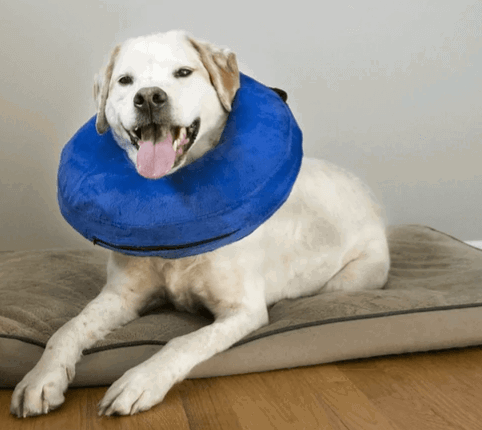 KONG Cloud Cone Collar being tested by our review team.
