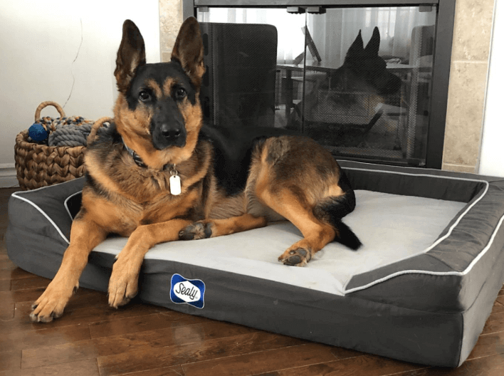 best dog cooling mat 2023