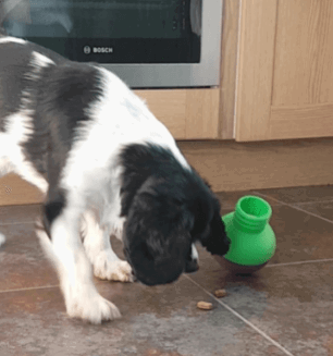 StarMark Bob-A-Lot Interactive Pet Toy being tested by our review team.