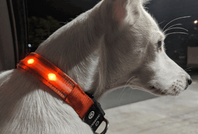 MASBRILL LED Dog Collar being tested by our review team.
