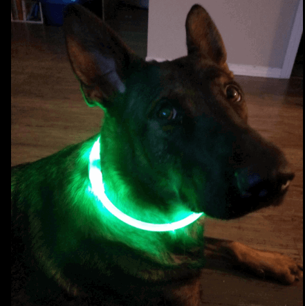 BSeen LED Dog Collar being tested by our review team.