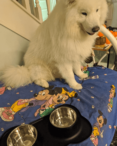 CLOWII Double Dog Bowls being tested by our review team.