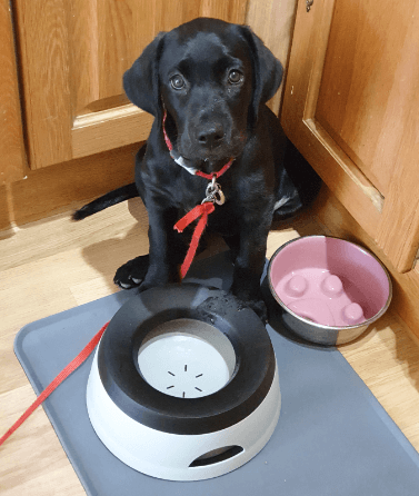 Road Refresher No Slobber, No Spill Dog Water Bowl being tested by our review team.