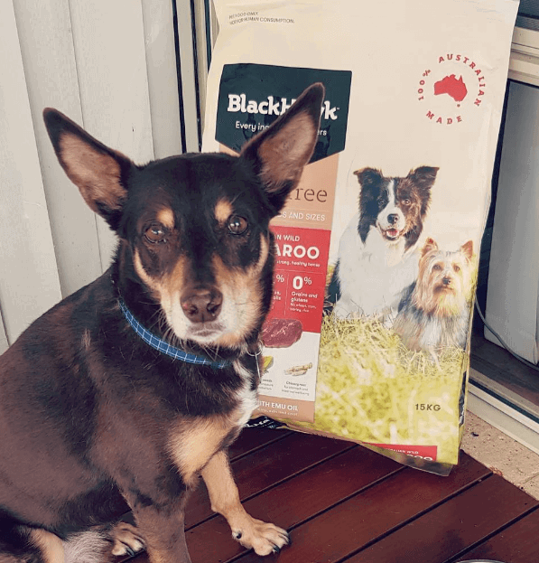 Black Hawk Grain-Free Kangaroo being tested by our review team.